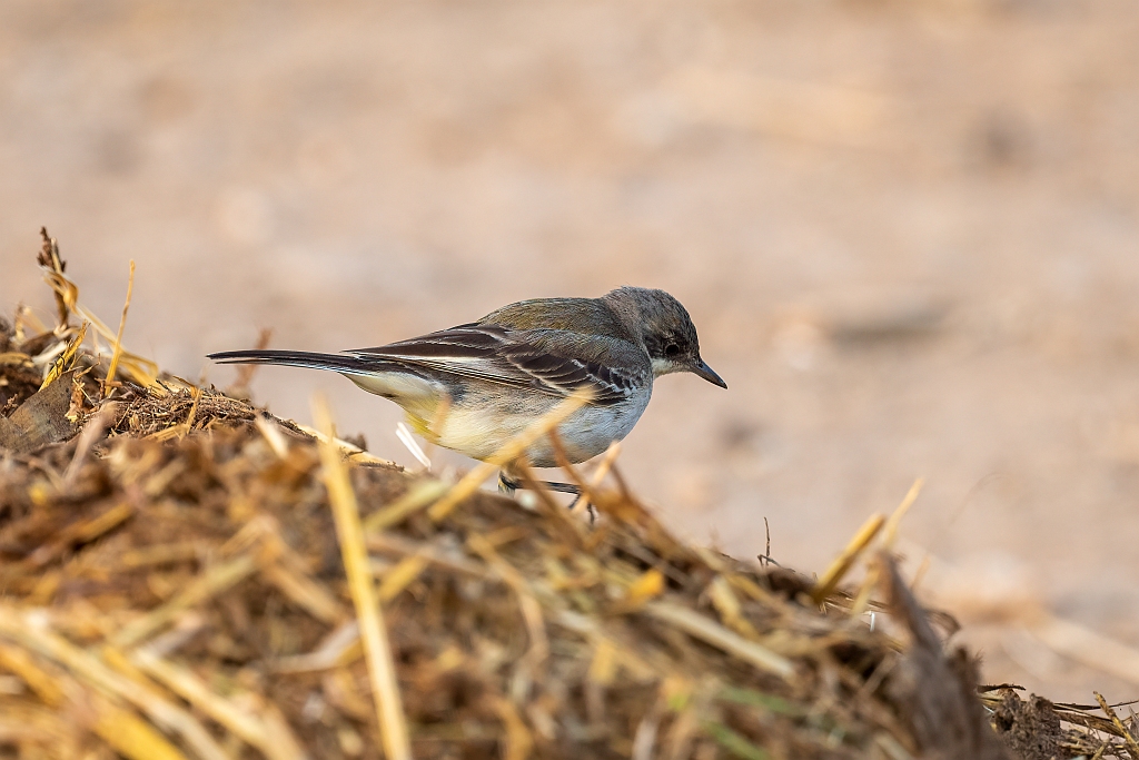 Grey Wagtail